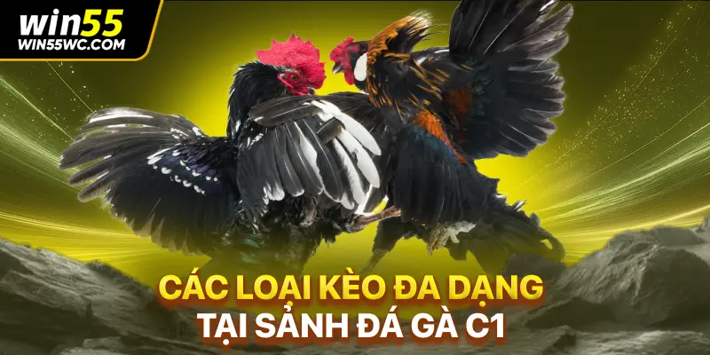 Không khí cuồng nhiệt tại một trận đá gà C1