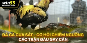 Đá Gà Cựa Sắt - Cơ Hội Chiêm Ngưỡng Các Trận Đấu Gay Cấn