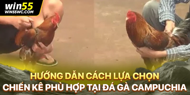 Hướng dẫn cách lựa chọn chiến kê phù hợp tại đá gà Campuchia