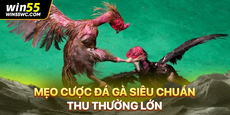 Mẹo cược đá gà siêu chuẩn thu thưởng lớn