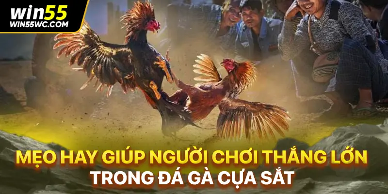 Mẹo hay giúp người chơi thắng lớn trong đá gà cựa sắt