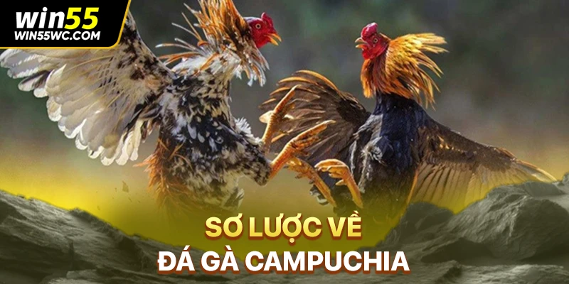 Sơ lược về đá gà Campuchia