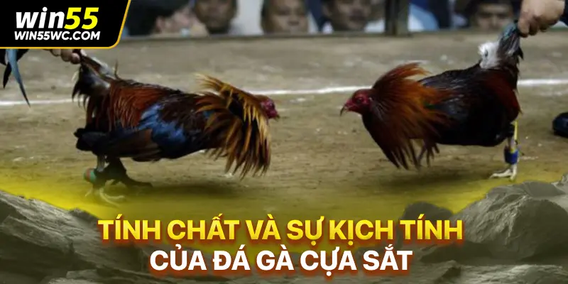 Tính chất và sự kịch tính của đá gà cựa sắt