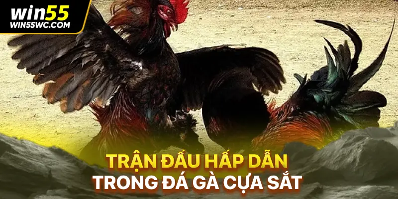 Trận đấu hấp dẫn trong đá gà cựa sắt