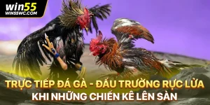 Trực Tiếp Đá Gà - Đấu Trường Rực Lửa Khi Những Chiến Kê Lên Sàn