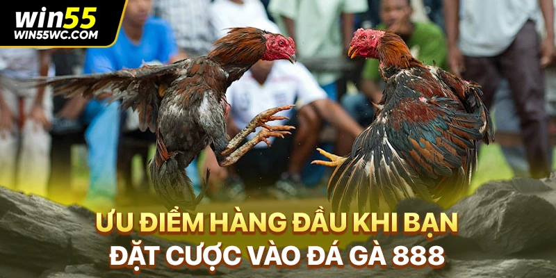 Ưu điểm hàng đầu khi bạn đặt cược vào đá gà 888